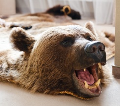 Джуниор сюит  "Охотничий" 4-й этаж (403) в Увельские курорты