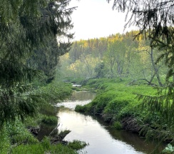 Коттедж премиум в Pine Forest