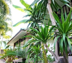 Бунгало Standard в Lamai Inn 99 Bungalows