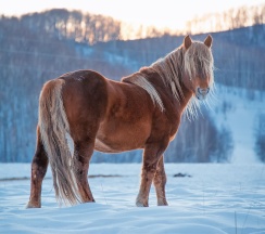 Коттедж в Басаргино