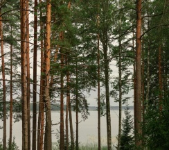 Дом у камня в Black fox