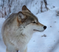 Царское Шале с Маралами в Басаргино