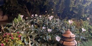 Благовещенская: Гостевой дом Белая Дача