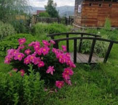 Номер стандарт (с завтраком) в Алтайна 1*