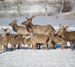 Номер в отеле в Басаргино
