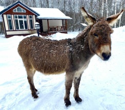 Домик с финской сауной в Дом на лесной опушке