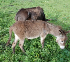 Барский Коттедж в Басаргино