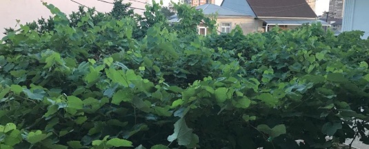 Полулюкс в Демерджип