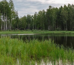 Glass Box 85 в Домик в соснах