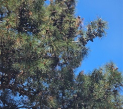 Премиум Люкс с кроватями DBL с видом на горы в Цитрус