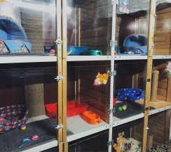 Комната для домашних животных в Сак