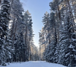 Домик на опушке с 2 спальнями 1-4 человека в Сосновый бор