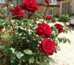 Люкс Однокомнатный большой в Якорь