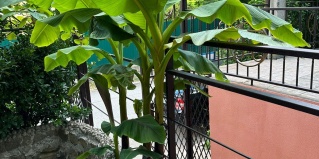 Туапсе: Гостевой дом Пальма