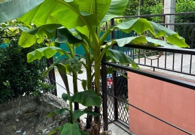 Гостевой дом Пальма в Туапсе