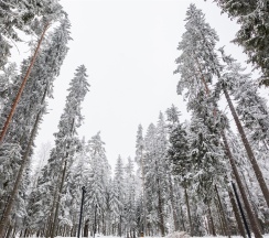 Номер «Студия» с отдельным входом — «Игора. Времена года» в Игора. Времена года