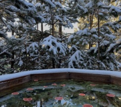 Бельгия в BamBoo Village