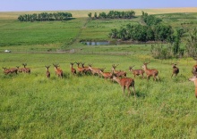 с. Крымгиреевское: Глэмпинг Deer farm