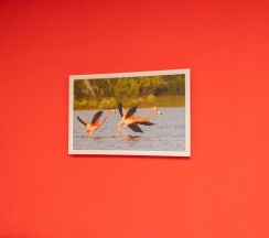 Номер Deluxe в Flamingo