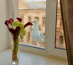 Полулюкс в Best corner