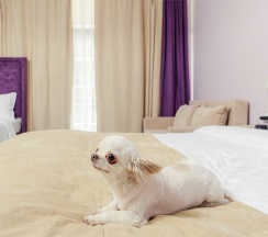 Beta Superior with balcony (dog friendly) в Fioleto Ultra All Inclusive&SPA Anapa Miracleon