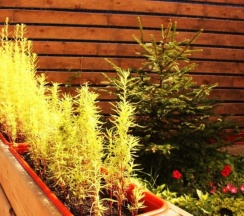 6-ти местная комната для женщин в Neptunea