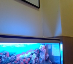 Кровать в общем номере в Ideal home