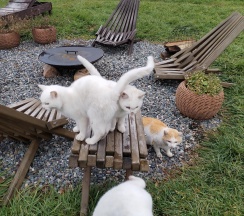 3-комнатный номер улучшенный комфорт в Айsun