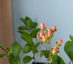 Студия в Апартаменты Lubervill 852/3