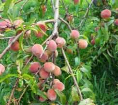 Двухместный коттедж Economy двуспальная кровать в Страна Души