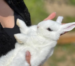БАРН ХАУС ГАВАНА в Bunny Park