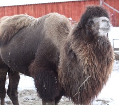 Барский Дом в Басаргино