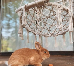 Домик "Кроличий" в Дом на дереве