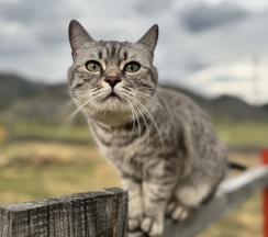 Двухместный номер в Югория-Алтай