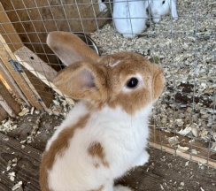 БАРН ХАУС МИНОР в Bunny Park