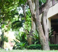 Двухместный номер Standard двуспальная кровать в Samui Sense Beach Resort