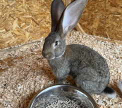 А-фрейм ХИКОЛЬ в Bunny Park