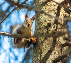Дом в Lberry Karelia