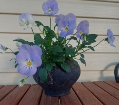 Люкс в Печки-лавочки