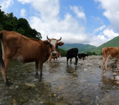 Трёхместный коттедж Economy в Страна Души