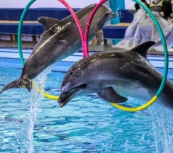 Семейный с балконом с прямым видом на море в Aqualife