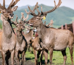 Царский Дом в Басаргино
