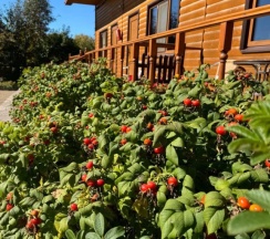 Четырёхместное бунгало Superior с 2 комнатами в Арслан