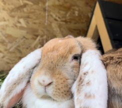 Барнхаус Яхрома (оснащение дома, стоимость банного чана и бани см. Подробнее) в Dacha