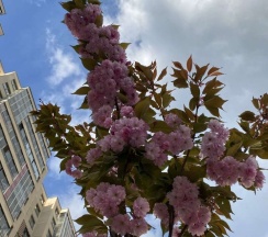 Квартира в Апартаменты на Пулковское шоссе, 42к6