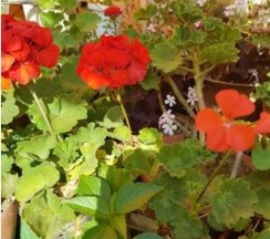 Двухместный Стандарт в Диана