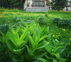 Полулюкс в Priroda