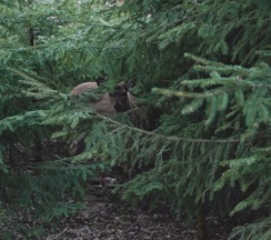 Стандартный дом с 2 спальнями, беседкой и мангалом в Мы дома-Зеркальный лес