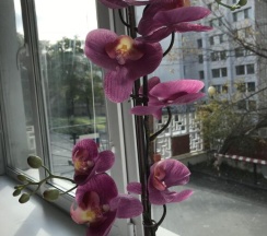 Трёхместный номер Comfort в Dream catcher