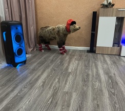 Дом улучшенный в Гостевой дом